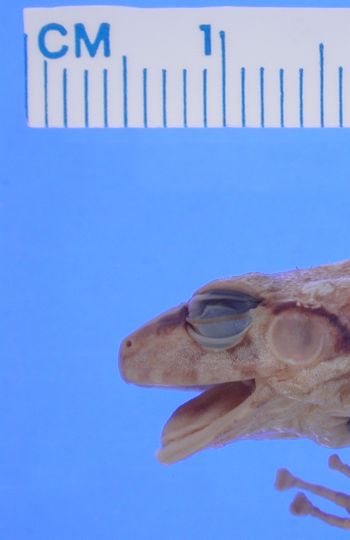 Media type: image; Herpetology A-30397